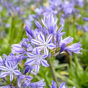 Agapanthus 'Charlotte'