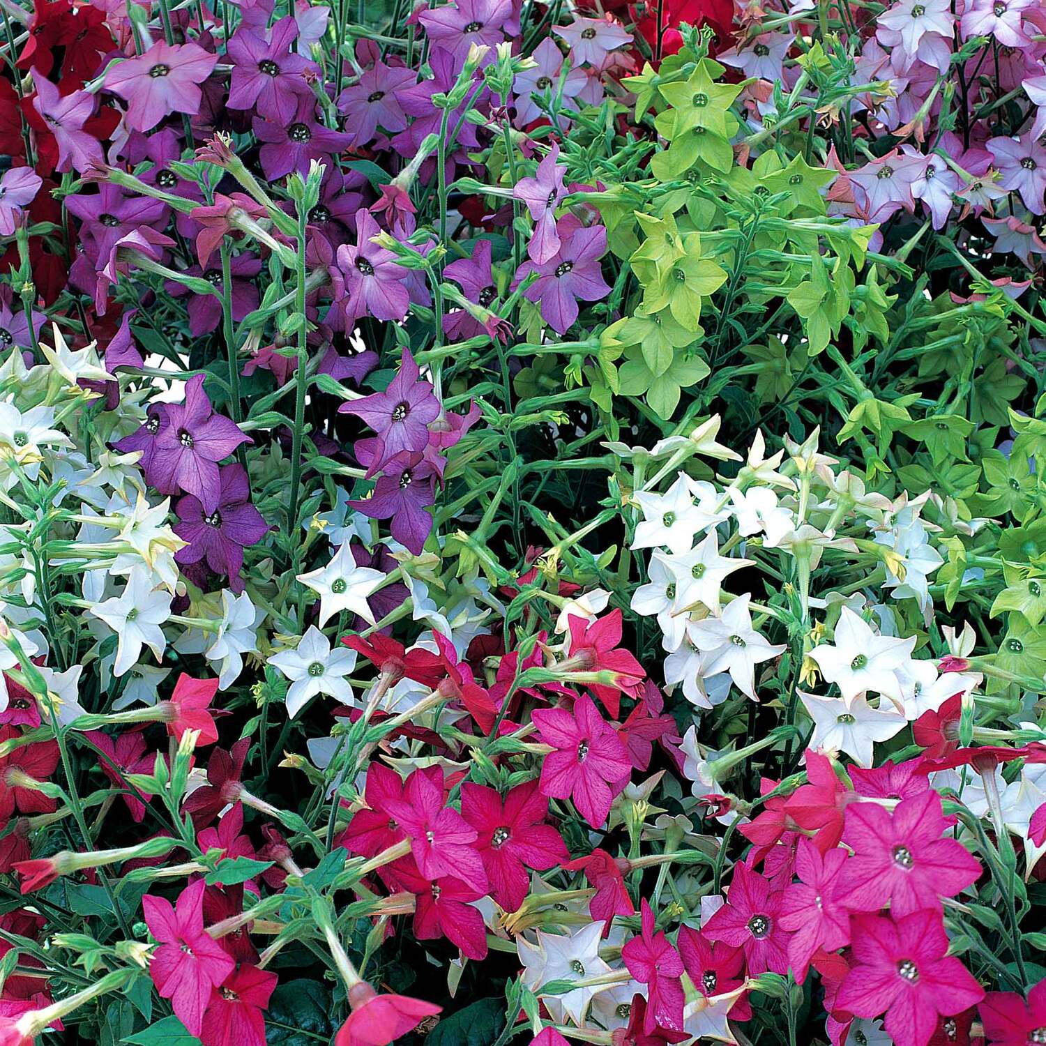Unwins Nicotiana Seeds Sensation Mix - Neutral