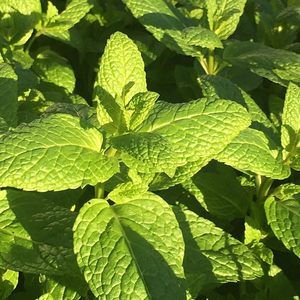 Mentha Spicata Spearmint, Garden Mint Or Common Mint 9cm Pot Herb Garden Plant