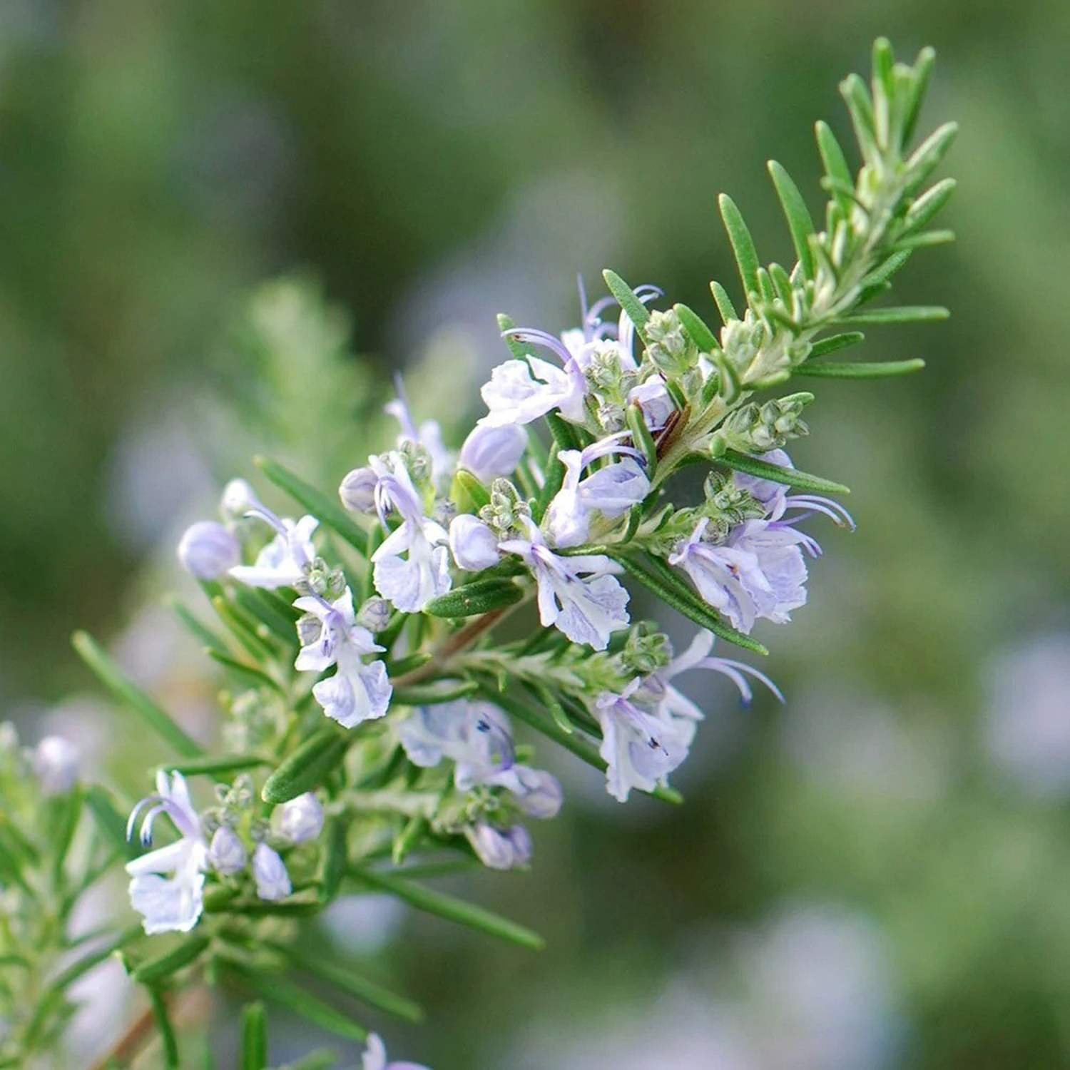 Primrose Rosemary Rosmarinus Officinalis 9Cm Pot Herb Garden Plant - White / 1