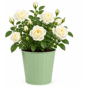 Plants By Post 3L Silver Anniversary Yellow Rose Bush