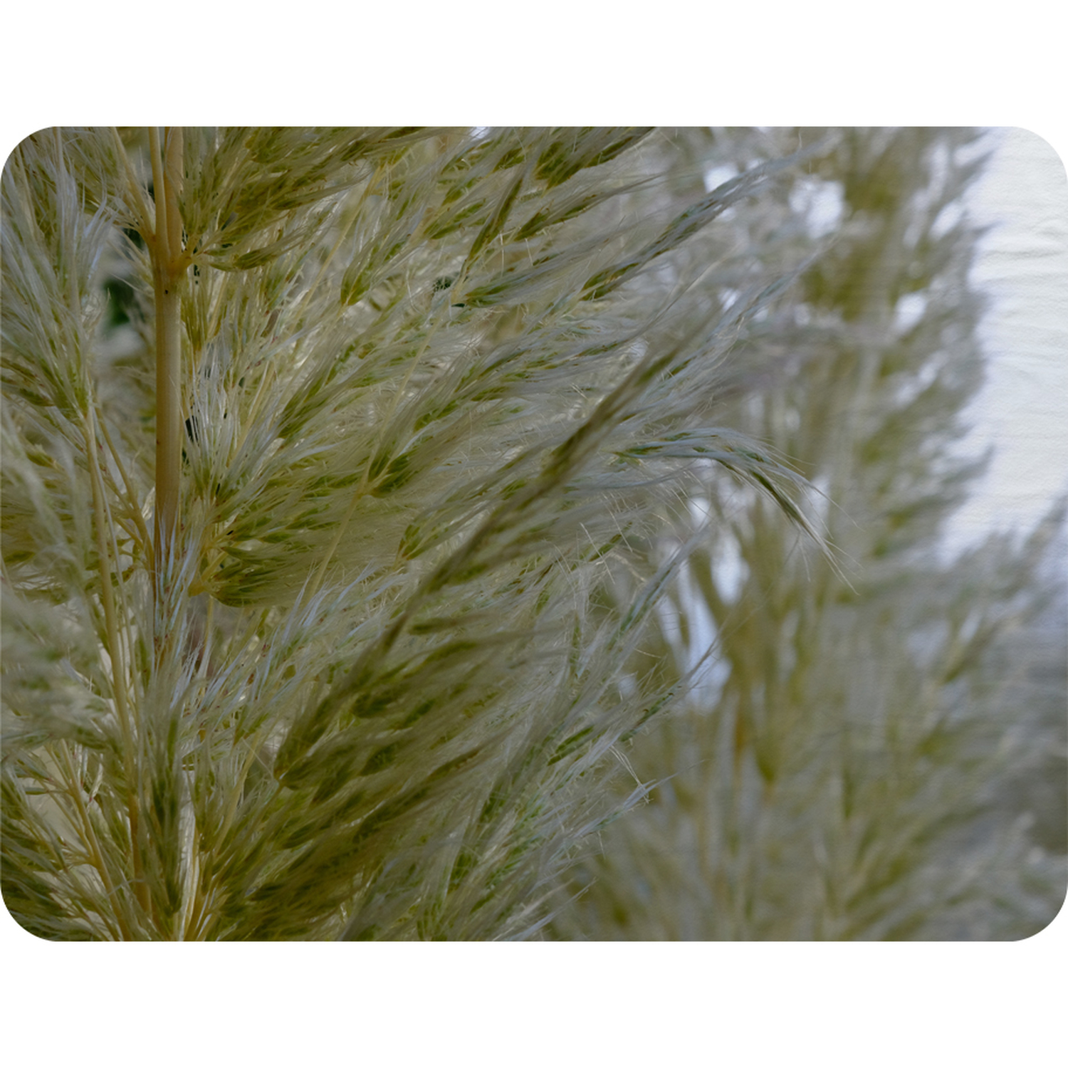 Autumn Pampas Grass Close Up Blanket - Yellow
