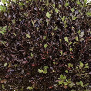 Pittosporum Tom Thumb Shrub Purple Dwarf Evergreen