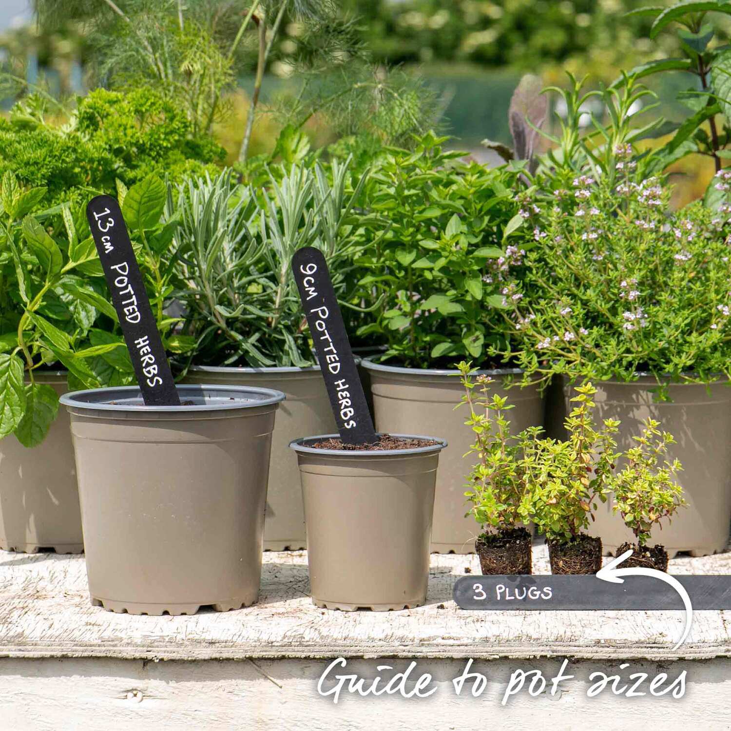 Marshalls Garden Lemon Thyme Plant (Thymus vulgaris) - Brown