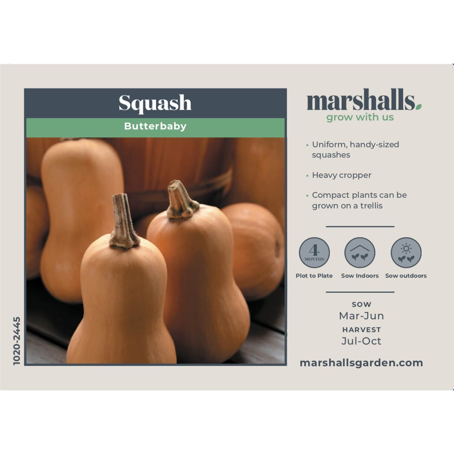 Marshalls Garden Butterbaby Mini Butternut Squash Seeds - Compact, High-Yield, 15 Seeds - Orange