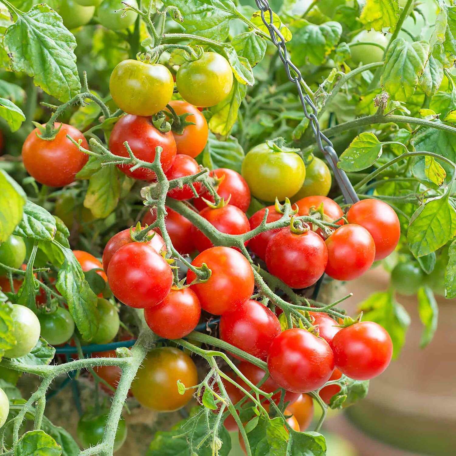 Marshalls Garden Veranda Red Dwarf Tomato Seeds 10-Pack - Patio and Pot Variety - Red