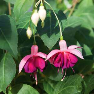 Fuchsia Hardy Garden News