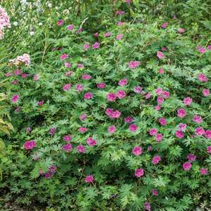 Geranium 'Tiny Monster' - 3 x 9cm potted plants
