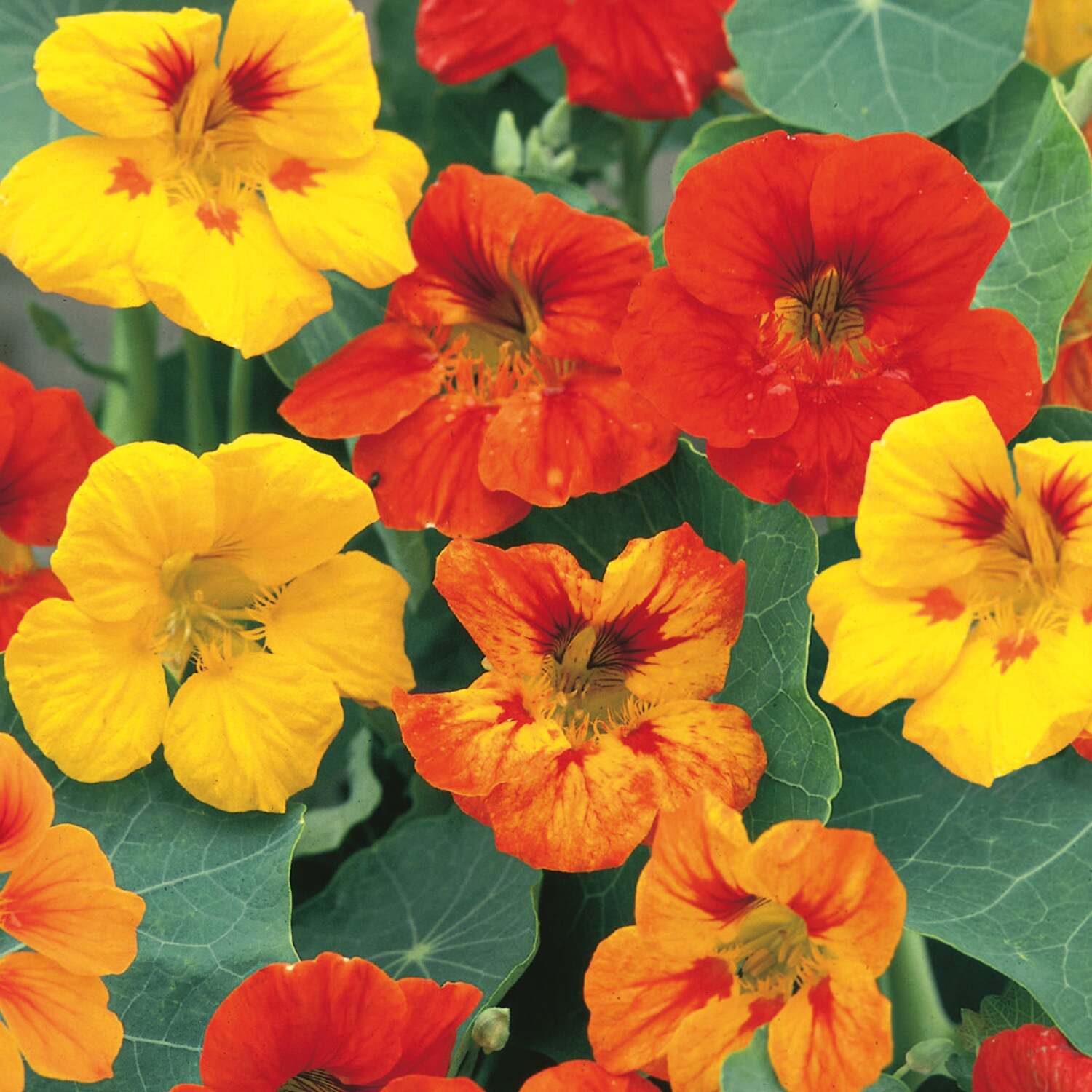 Unwins Nasturtium Seeds 'Jeepers Creepers' - Neutral