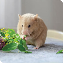 Hamster Accessories