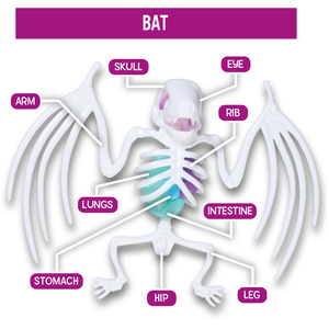 Science Mad Squishy Dissectables Frog and Bat Anatomy Organ Biology Set