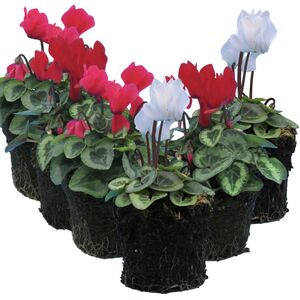 Plants By Post Cyclamen Silver Leaf Growers Selection Flowering Outdoor Plants 10.5cm Pots