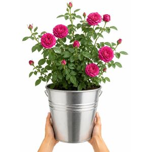 Plants By Post 5L Let's Celebrate Dark Pink Rose Bush C