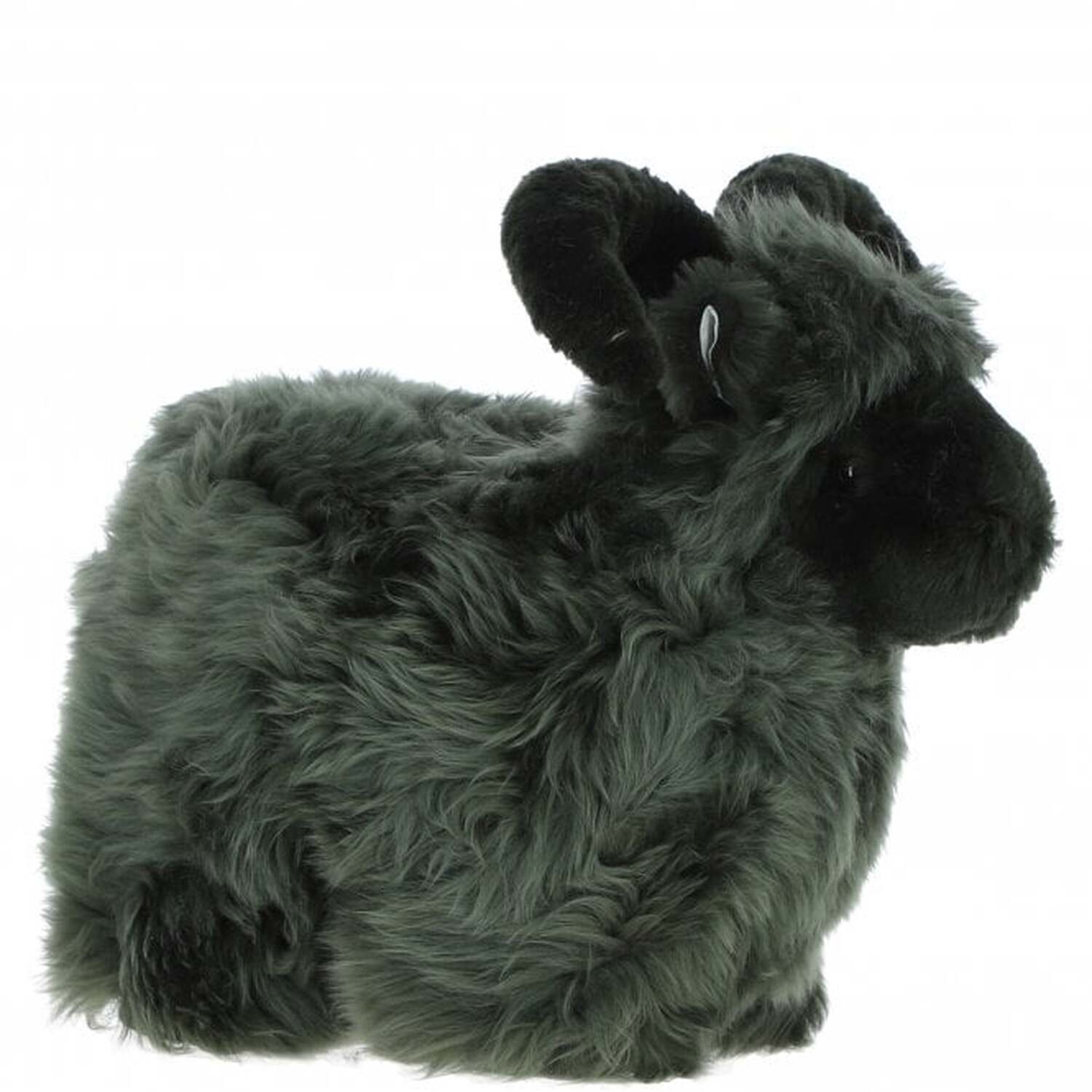 Lucky Sheep - Cypress