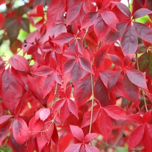 Quinquefolia Virginia Creeper Burgundy Flowering Climbing Plant