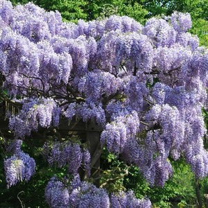 Wisteria Sinensis Prolific Chinese Wisteria Purple Vine Plant