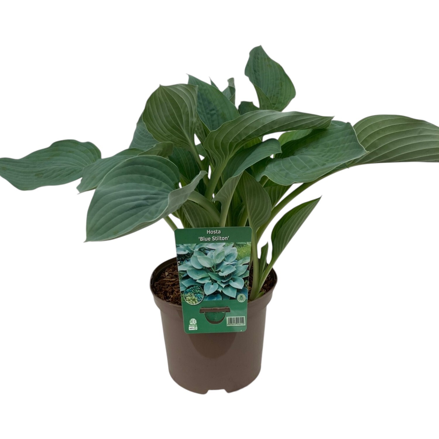 Hosta Mix Varieties Perennial Plant