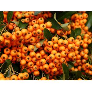 3x Pyracantha Golden Charmer Evergreen Shrub 5-6ft Extra Large By Direct Plants