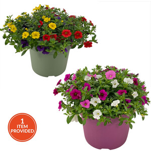 Senetti Plant