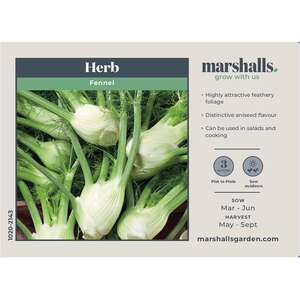Marshalls Garden Orion Bulbing Fennel Seeds - 150 Seeds, Bolt-Resistant, Strong Aniseed Flavor