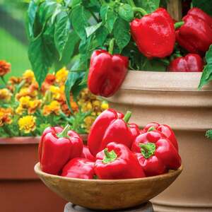 Sweet Popti Pepper Seeds Redskin (Capsicum annuum) for pots and small gardens