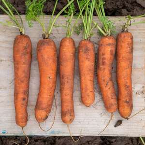 Marshalls Garden Marion F1 Hybrid Nantes Carrot Seeds - 500 seeds