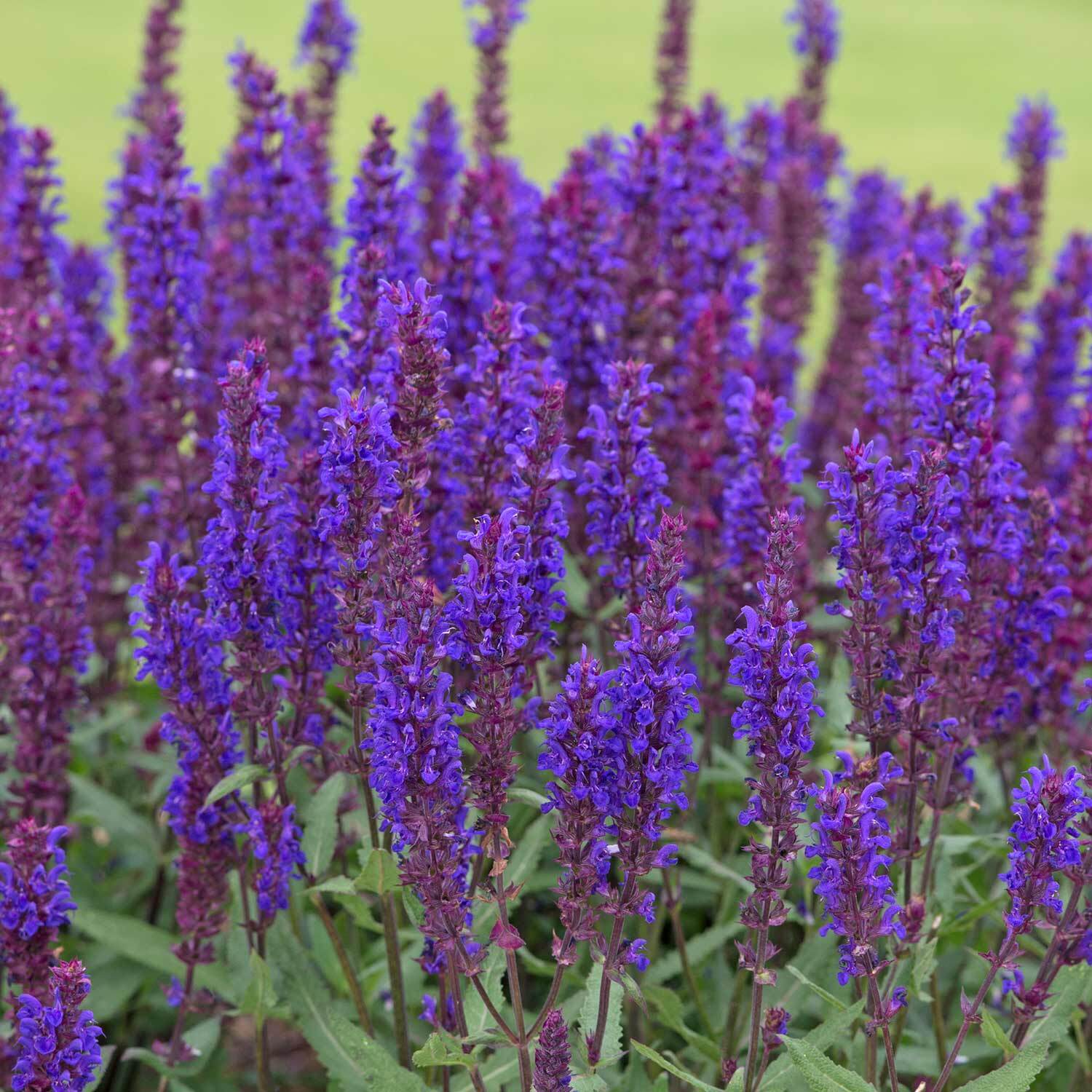 Marshalls Garden Salvia 'Salvatore Blue' Seeds - Blue