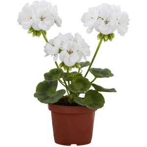 Geranium Toscana Erika White - 10.5cm Pot Zonal Geranium