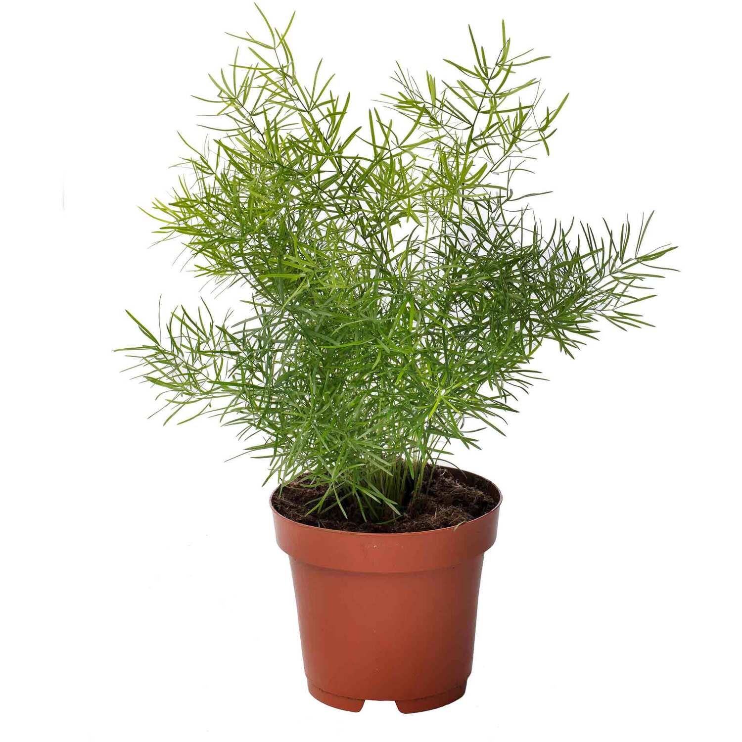 Unwins Asparagus Fern Seeds - Green