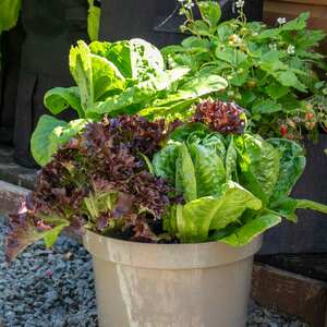 Unwins Lettuce Seeds 'All Sorts Mix'