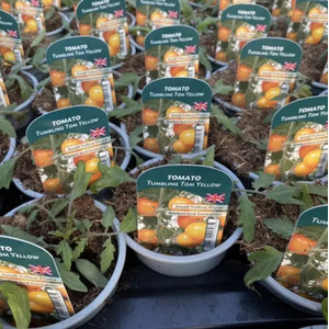 Tomato Tumbling Tom Yellow Plants x3 - Sweet Cherry Tomatoes