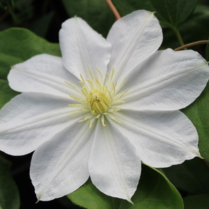Clematis Marie Boisselot