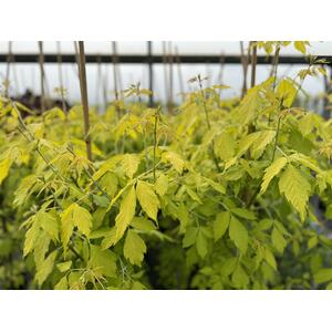 Acer Negundo Kellys Gold Maple Tree 6ft Tall  Golden Foliage  in 7.5 L Pot