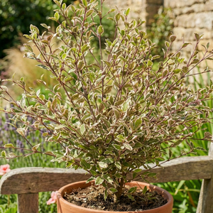 Lophomyrtus Magic Dragon Shrub Pink Variegated Evergreen
