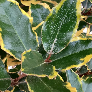 Elaeagnus Viveleg Shrub Cream Variegated Evergreen