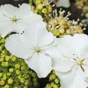 Marshalls Garden Hydrangea querc. Ice Crystal 9cm