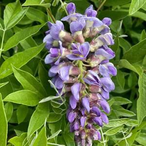 Wisteria 'Amethyst Falls' Compact Climber, Purple Spring Blooms