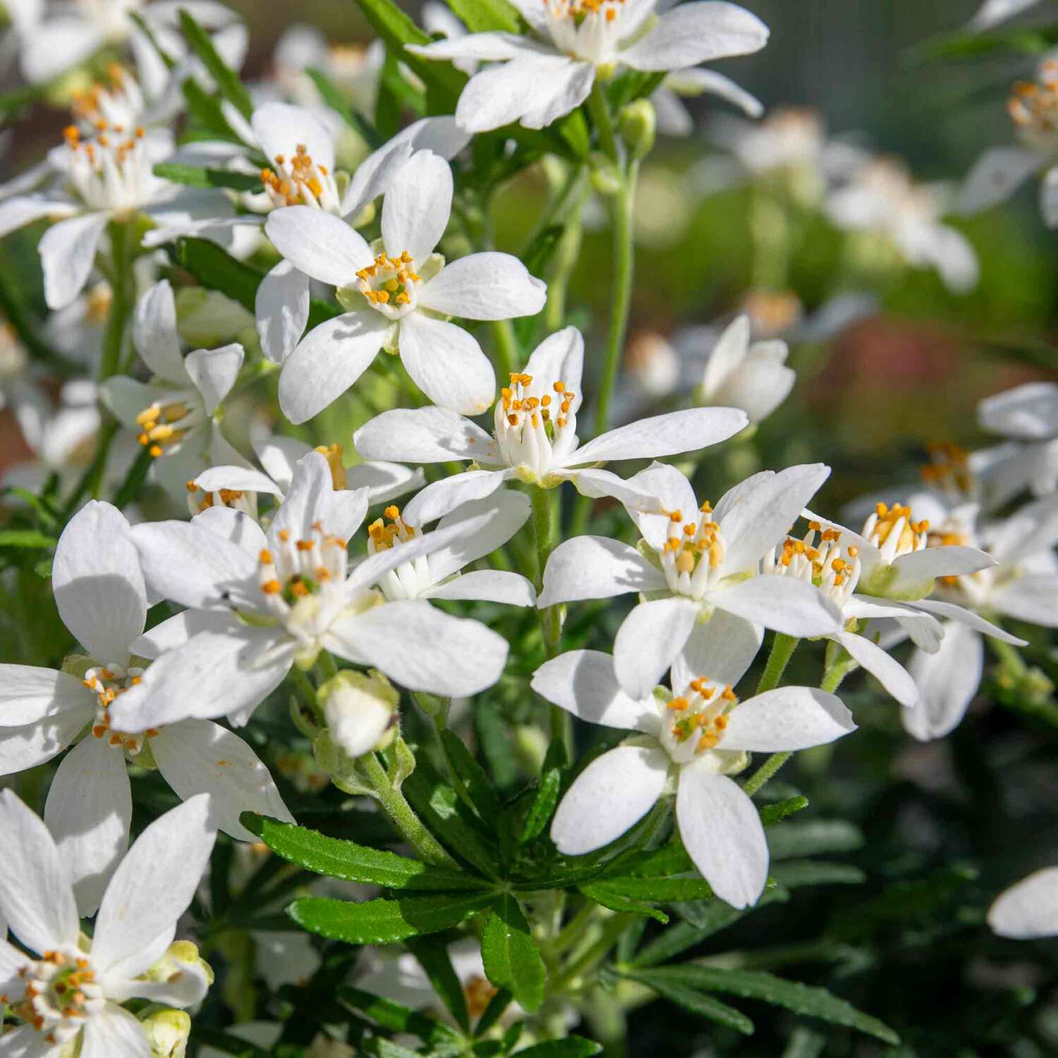 Choisya 'White Dazzler' (Mexican Orange Blossom) Evergreen scented shrub, 1 pack 9cm Plant - Orange