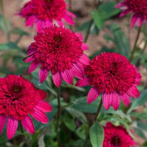 Marshalls Garden Echinacea 'Sunny Days Ruby' 3-Pack 9cm Perennial Plant with Ruby-Red Double Flowers