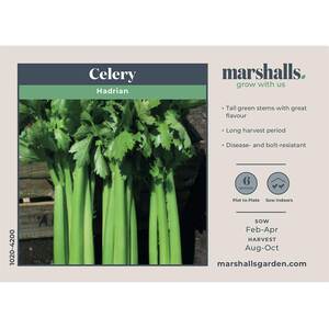 Hadrian F1 Fusarium-Resistant Celery Seeds - 100 seeds