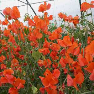 Unwins Sweet Pea Seeds Prince of Orange, Fragrant Grandiflora, 21 Seeds