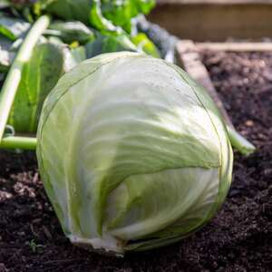 Marshalls Garden Cucumber Seeds Marketmore - 20 Seeds, Outdoor, Disease-Resistant