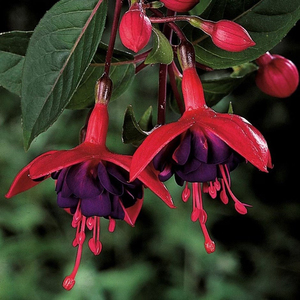 Set of 3 Dollar Prinzessin Bedding Plant Fuchsia in 9cm Pots