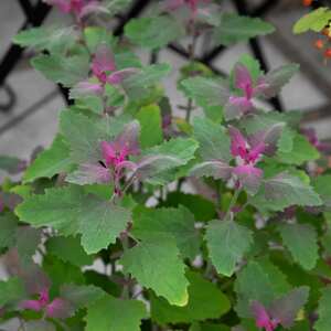 Tree Spinach Plant - Marshalls Garden