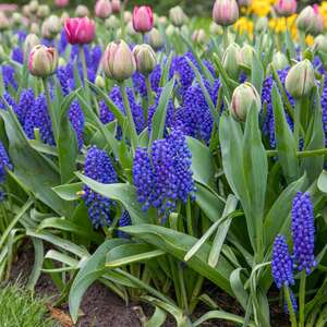 Grape Hyacinth Muscari Bulbs