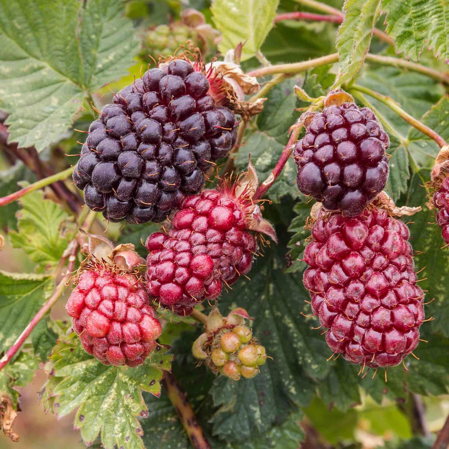 Marshalls Garden Boysenberry Plant - Purple