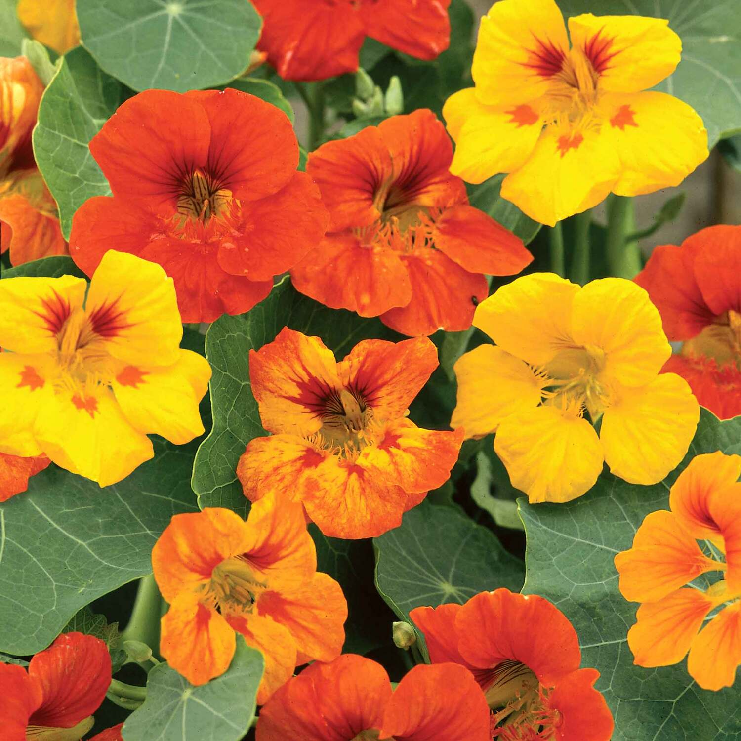Unwins Nasturtium Seeds 'Tall Mixed' - Neutral