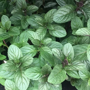 Set of 3 Mentha x Piperita F. Citrata Chocolate Mint 9cm Pot Herb Garden Plant