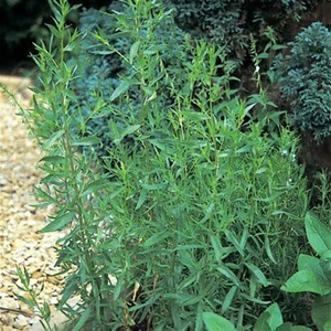Set of 3 Artemisia Dracunculus French French Tarragon 9cm Pot Herb Garden Plant