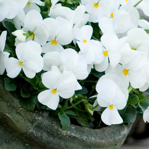 Pansy Sorbet XP White Flowering Autumn Bedding 9cm Pot